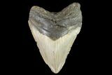 Fossil Megalodon Tooth - North Carolina #109726-1